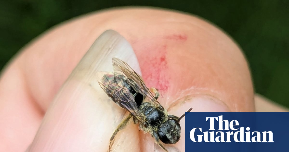 I discovered the elusive chestnut mining bee in New York after a gap of 119 years