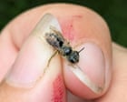 I discovered the elusive chestnut mining bee in New York after a gap of 119 years