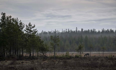 A forest in Hukkajarvi, eastern Finland
