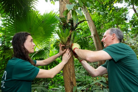 Porter and Kelly work either side of a tree