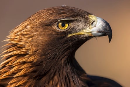 Close-up of a golden eagle’s head, photographed from a hide in Madrid, Spain