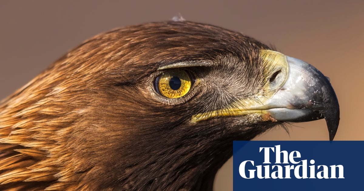 We thought they would ignore us': how humans are changing the way raptors behave