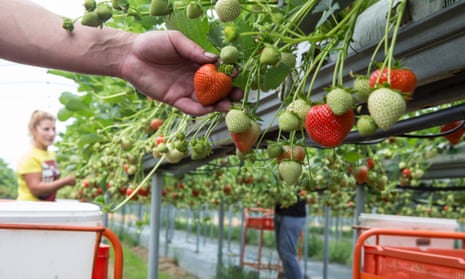 Migrant farm workers pick strawberries at Langdon Manor farm