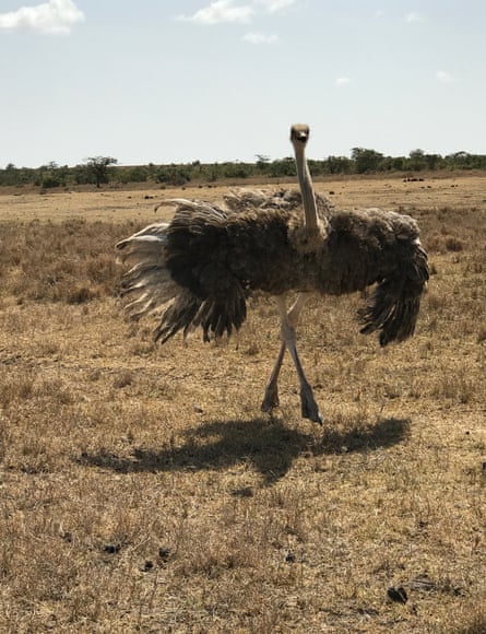 Kenyan ostrich by Hank Willis Thomas.