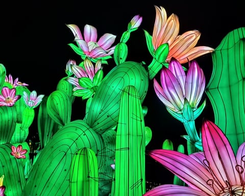 Leicestershire, UK ‘We visited the Lanterns of the Wild display at Twycross Zoo to get into the Christmas spirit. It won our admiration, in spite of the cold and rain. Who doesn’t like giant succulents?’