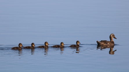 Mother duck swimming in formation with ducklings