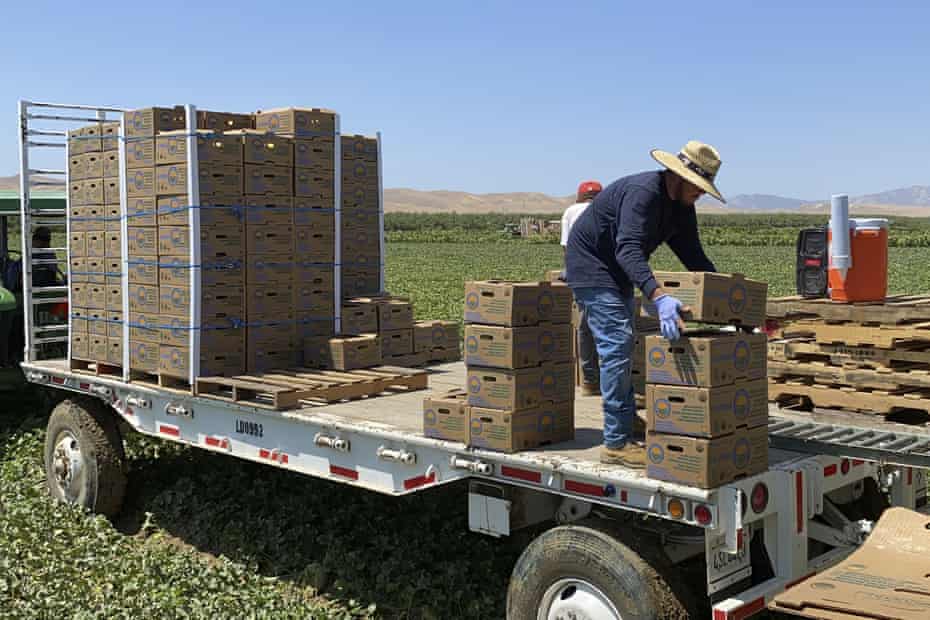 Farmworkers stack boxes of melons on a mobile platform in Firebaugh, California, where temperatures are expected to surpass 110 degrees.