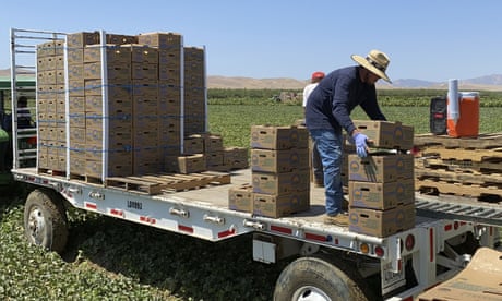 Farmworkers stack boxes of melons on a mobile platform in Firebaugh, California, where temperatures are expected to surpass 110 degrees.