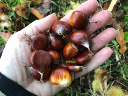 A handful of sweet chestnuts