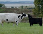 Documentary Explores Progressive Cow-and-Calf Dairy Farming