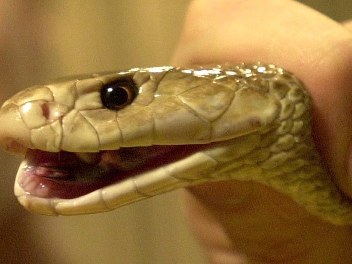 australian man bitten by taipan snake