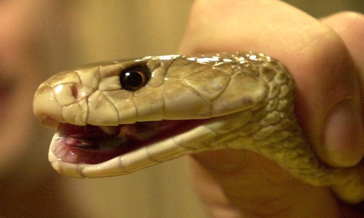 australian man bitten by taipan snake