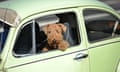 AUSTRALIA-AUTO-BUDGET<br>A dog sits in a Volkswagen Beetle as it drives on a road in Sydney on June 17, 2014. A record of over five billion USD will be spent this financial year to build and maintain New South Wales state roads and infrastucture, part of the new state budget media reported 17 June. AFP PHOTO/Peter PARKS (Photo credit should read PETER PARKS/AFP/Getty Images)