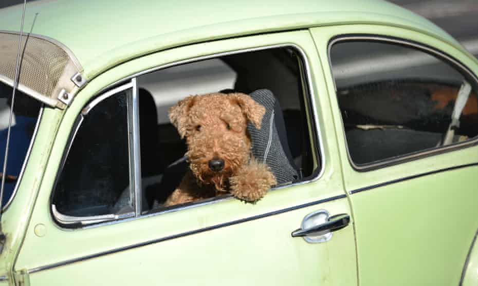 A dog sits in a Volkswagen Beetle as it drives on a road in Sydney