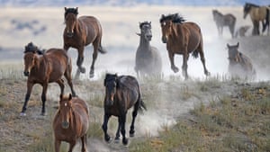 Cavalos selvagens galopam de um bebedouro em Utah, EUA.