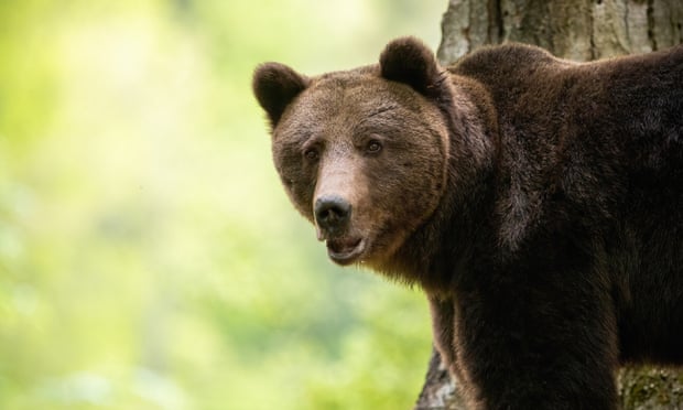 Brown bears are among the region’s most spectacular animals, along with lynx, wolf and bison. Photograph: JMrocek/Getty Images