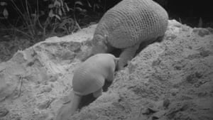 A broadcasting first – a giant armadillo mother with a newborn baby (pup). The infant has since been named Tim and is thriving according to the latest reports from the field.