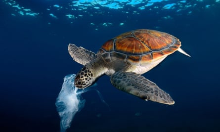 A green turtle eating a plastic bag that resembles a jellyfish in Tenerife