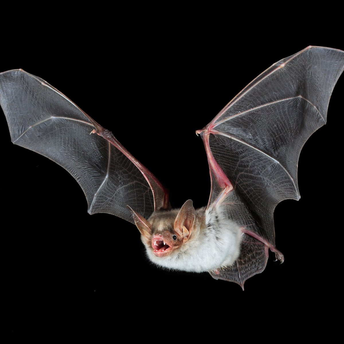 A wing and a prayer: is there hope for Britain's loneliest bat? | Endangered species | The Guardian A wing and a prayer: is there hope for Britain's loneliest bat? | Endangered species | The Guardian