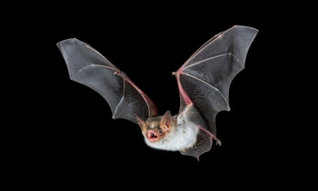 A greater mouse-eared bat in flight