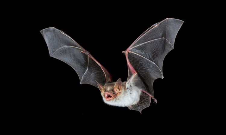 A wing and a prayer: is there hope for Britain’s loneliest bat?