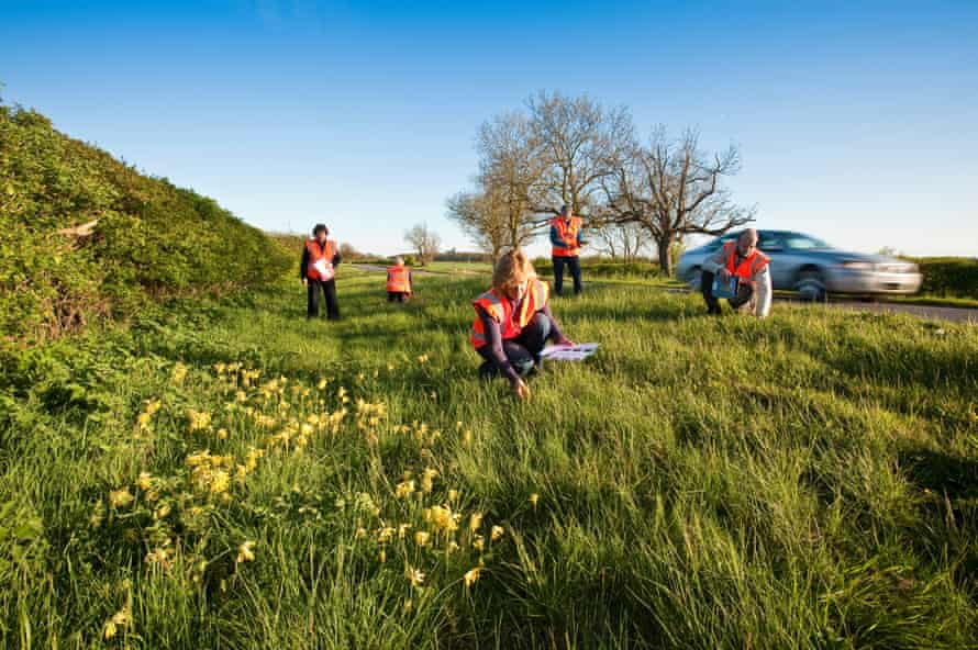 Botanical surveyors inspect roadside verges in Lincolnshire.