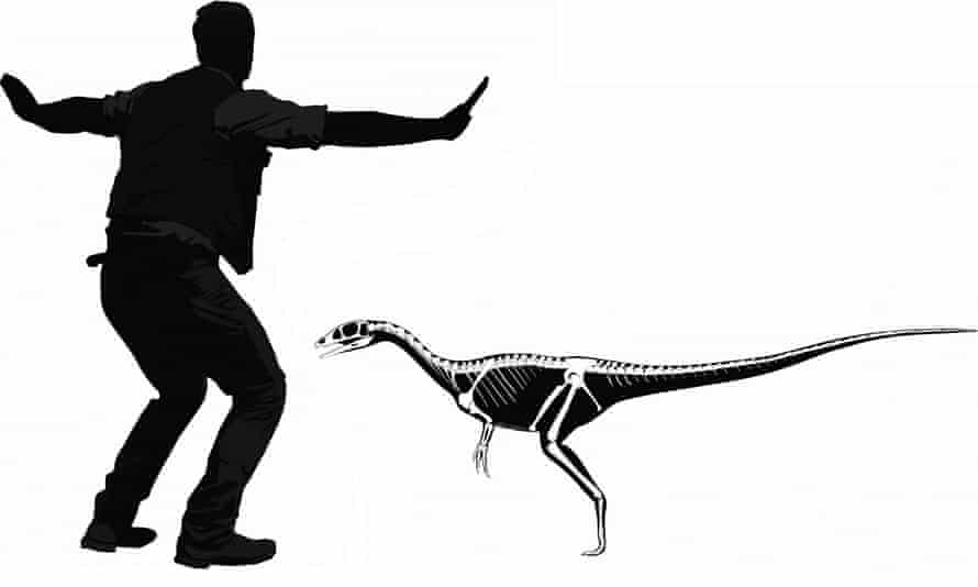 An artist’s impression issued by the University of Portsmouth showing how a <em>Dracoraptorv hanigani</em> would measure up to Chris Pratt from Jurassic World.