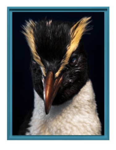 A tawaki (Fiordland crested penguin), framed