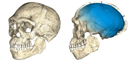 Two views of a composite reconstruction of the earliest known Homo sapiens fossils from Jebel Irhoud The braincase (blue) indicates that brain shape, and possibly brain function, evolved within the Homo sapiens lineage.