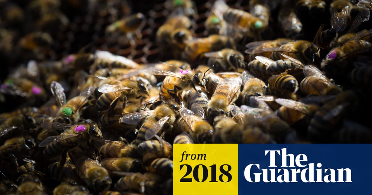Monsanto's global weedkiller harms honeybees, research finds