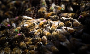 Bees in a study marked with non-toxic paint.