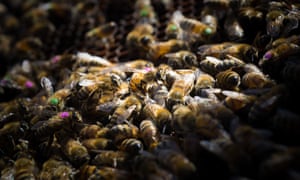 Monsanto’s weedkiller harms honeybees Monsanto’s weedkiller harms honeybees thumbnail