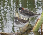 Red-Necked Phalarope Returns to Annagh Marsh After 30 Years