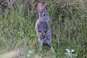 A brush rabbit checks for predators in Pacific Grove, California, US
