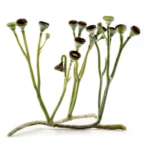 A reconstruction of Cooksonia, one of the earliest known land plants.