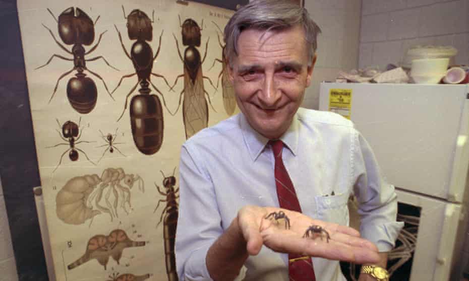 Edward O Wilson in 1991, the year he won the Pulitzer prize for his monumental volume The Ants, co-authored with Bert Hölldobler.