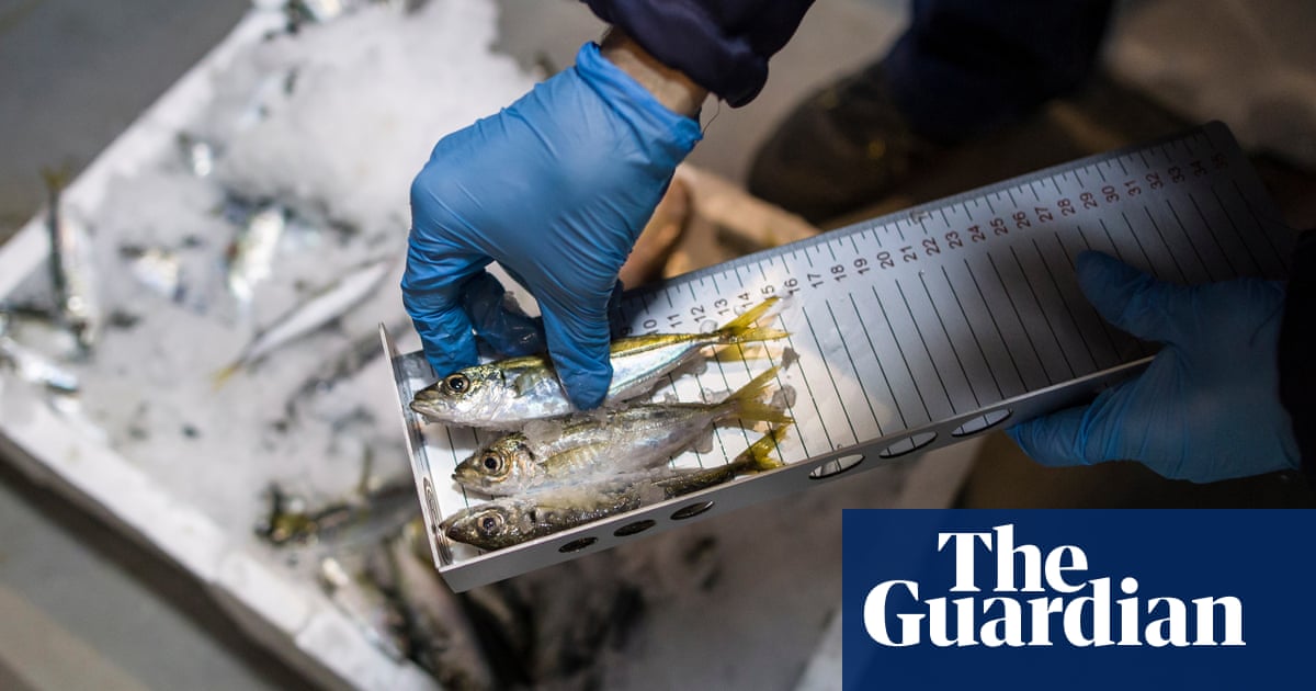 weak-controls-failing-to-stop-illegal-seafood-landing-on-eu-plates-investigation-shows