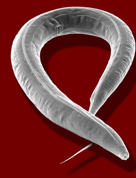 Sulston’s study of the tiny roundworm Caenorhabditis elegans helped to unlock knowledge about human genes.