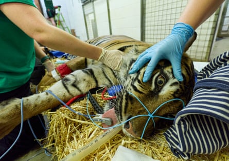 Gaysha, a 98kg, 14-year-old Sumatran tiger, is given a general anaesthetic. Gaysha has reared two litters since she’s been at London zoo; she is being implanted with a contraceptive to protect the genetic diversity of the breeding programme