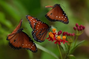 Butterflies gather around flowers along the Riverwalk, in San Antonio, US