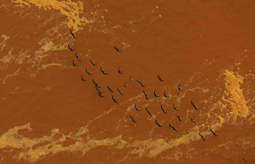 Foto aérea de gaivotas voando sobre um rio marrom-avermelhado