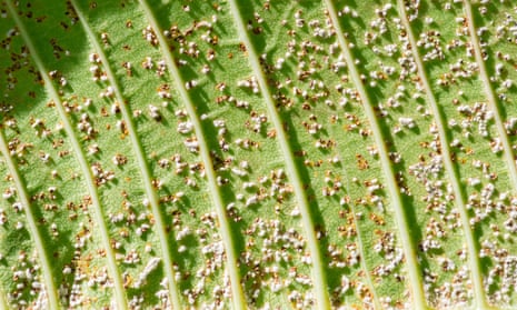 Close up of mealybugs on green plumeria leaf.