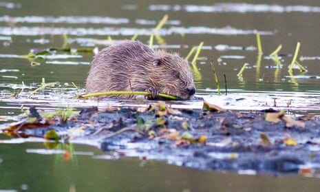 A beaver in Knapdale.