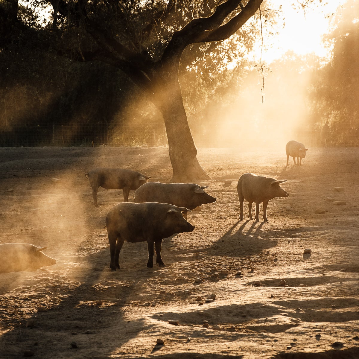 Putting pigs in the shade: the radical farming system banking on trees |  Portugal | The Guardian