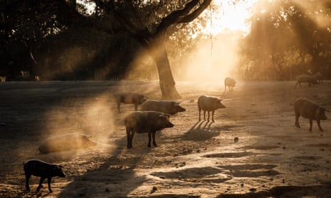 Animals are free to roam under the shade of trees and shrubs at a co-operative farm in Portugal.