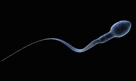 A human sperm cell