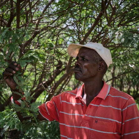 A solemn older African man stands by a small tree holding a feathery leaf