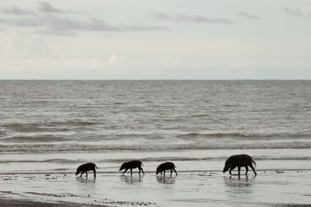 Four pigs walk in line alone the shore on Teluk Assam Beach in Malaysian Borneo