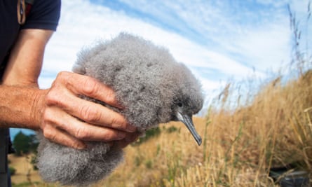 The Hutton’s shearwater chick, a chubby puff of grey