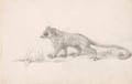 Marmaduke Tunstall’s Mouse Lemur by George Stubbs (1773)